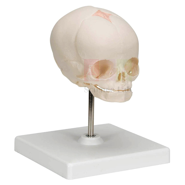 Human Skull Model, Fetal Child